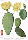 Opuntia12 filtered.jpg