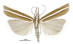 Orocrambus philpotti male3.jpg