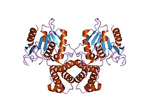 PDB 1xkt EBI