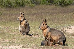 Patagonian Maras