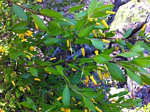 Persoonia oblongata foliage and flowers.jpg