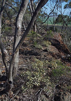 Phebalium megaphyllum habit