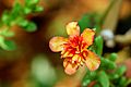 Portulaca flowers 03