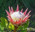 Protea cynaroides 5