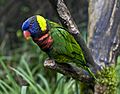 RainbowLorikeetOregonZoo