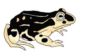 Rhinella atacamensis.jpg