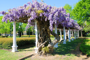 Sallie Kate Winters Park Spring