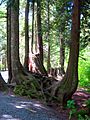 Shannon Falls Provincial Park 07