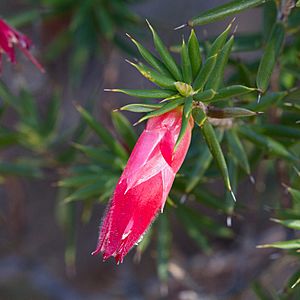 Stenanthera conostephioides.jpg