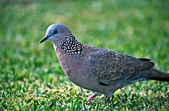 Streptopelia chinensis NBII.jpg