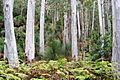 Sydney Blue Gums Mount Cabrebald2