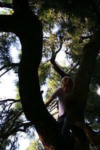 Tree climbing