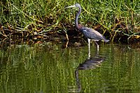 Tricolored Heron - Garza Pechiblanca (Egretta tricolor ruficollis) (10276650745)