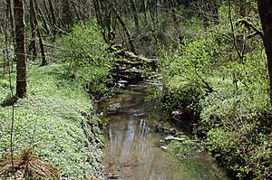 Tryon Creek at Obie's Bridge