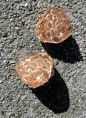 Tuber oregonense 35619.jpg