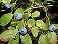 Vaccinium myrtillus vaisiai 2006-07-25