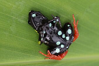 Variegated golden frog (Mantella baroni) ventral Ranomafana