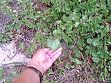 Vitis rupestris leaves