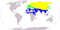 White wagtail distribution