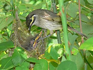 Yellow-faced-honeyeater