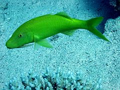 Yellowsaddle goatfish parupeneus cyclostomus.JPG