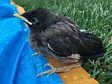 Young Indian Mynah Bird