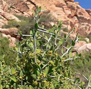 Ziziphus obtusifolia var canescens 3.jpg