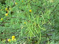 Acacia constricta pods