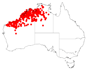 Acacia tumidaDistMap918.png