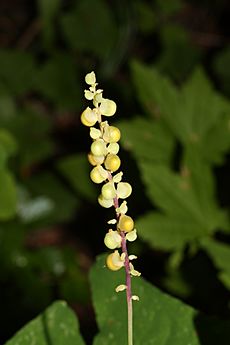 Achlys triphylla 0973