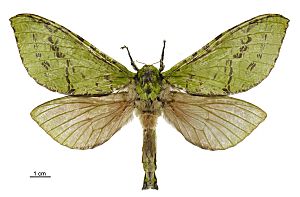 Aenetus virescens female LCR