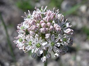 Allium tulipifolium (inflorescence).jpg