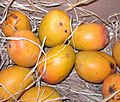 Alphonso mango.jpg