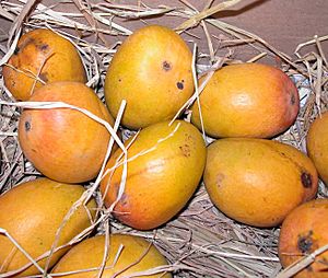 Alphonso mango