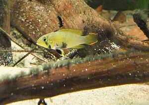 Apistogramma panduro f.jpg