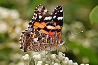 Australian painted lady feeding