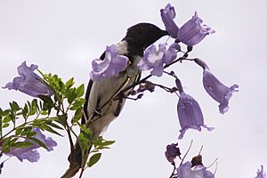 Black Honeyeater male