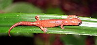 Bolitoglossa celaque01