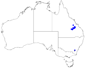 Boronia obovata DistMap81.png