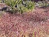 Bromus madritensis rubens in desert.jpg