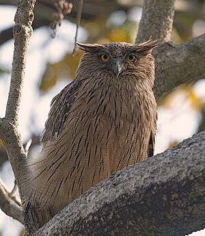 Brown Fish Owl (8566795379)