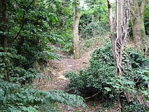 Catton Grove Chalk Pit 2.jpg