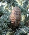 Cedrus libani ssp. atlantica 'Glauca' cone 02 by Line1