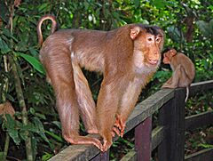 Cercopithecidae - Macaca nemastrina