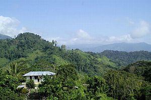 Coffee Farm