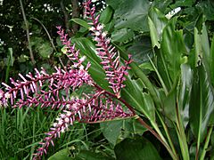 Cordyline fruticosa, flowering