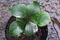 Cryptocarya williwilliana - juvenile variegated