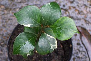 Cryptocarya williwilliana - juvenile variegated