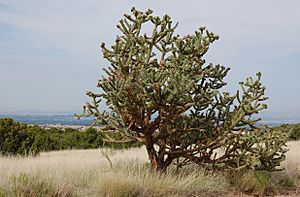 Cylindropuntia spinosior, July Albuquerque.jpg