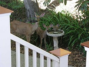 Doe and fawns July 2006